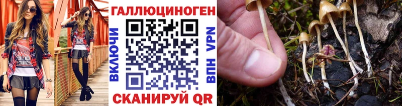 где купить   Поворино  Псилоцибиновые грибы Psilocybe 